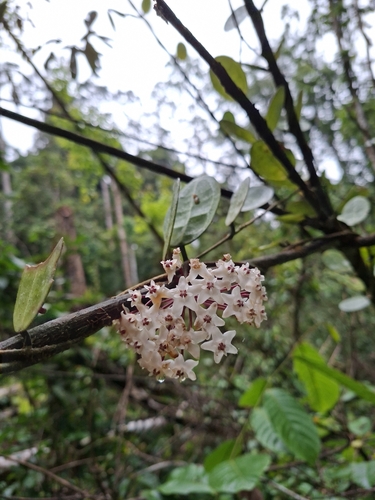 Hoya elliptica Hook.f. 3