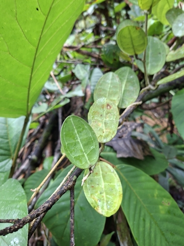 Hoya elliptica Hook.f. 4
