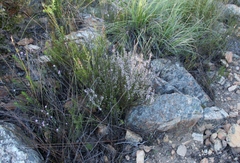 Muraltia juniperifolia