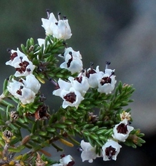 Muraltia juniperifolia