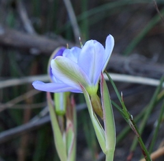 Aristea pusilla