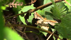 Krananda latimarginaria