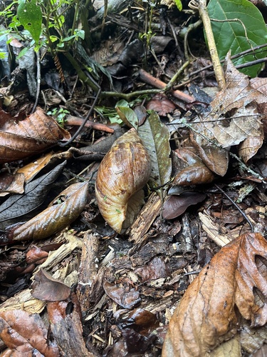 Achatina albopicta, 2025-03-18