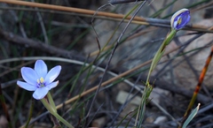 Aristea pusilla