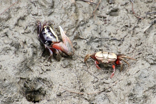 Bowed Fiddler Crab, photo 3 of 9