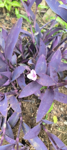 Purple Heart