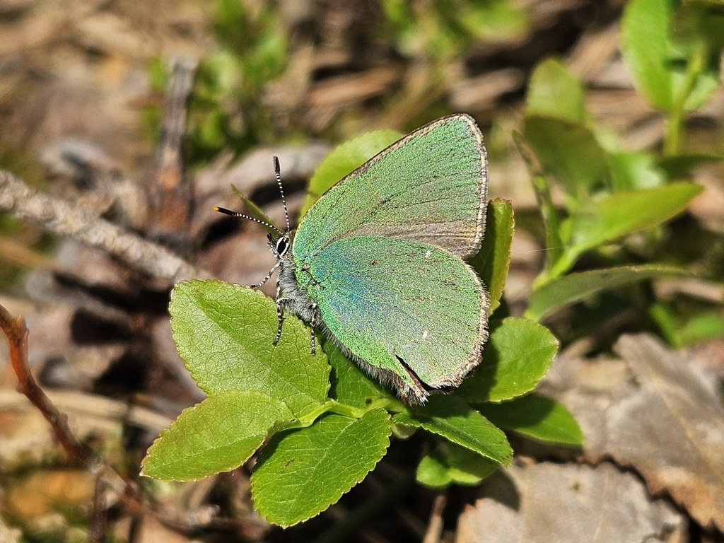 Green Hairstreak