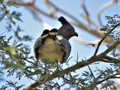 Corythaixoides leucogaster