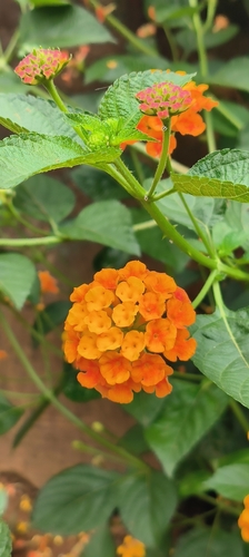 common lantana
