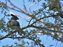 Corythaixoides leucogaster