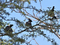 Corythaixoides leucogaster