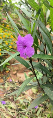 Mexican Ruellia