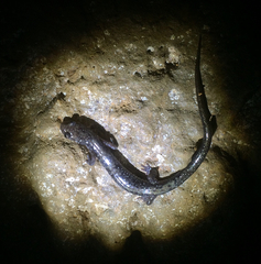 Plethodon dixi