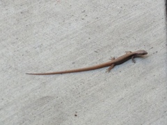 Elgaria multicarinata