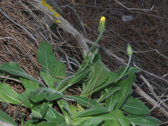 Crepis vesicaria taraxacifolia