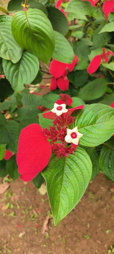 Red-leaved Mussaenda