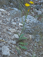 Crepis vesicaria taraxacifolia