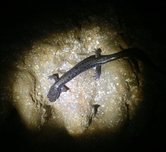 Plethodon dixi