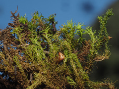Anomodon viticulosus