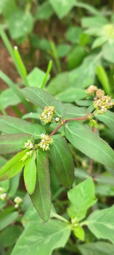graceful spurge