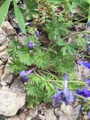 Delphinium glareosum