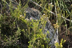 Phylica lachneaeoides