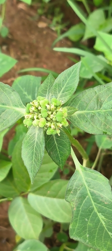 painted spurge