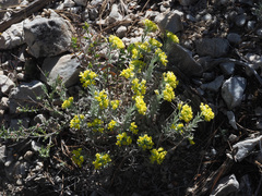 Alyssum diffusum
