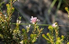 Phylica lachneaeoides