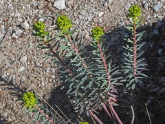Euphorbia nicaeensis