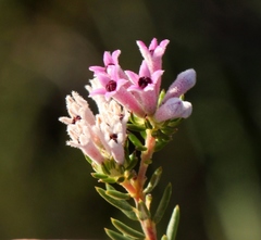 Phylica lachneaeoides