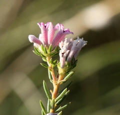 Phylica lachneaeoides