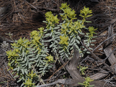 Teucrium lusitanicum aureiforme