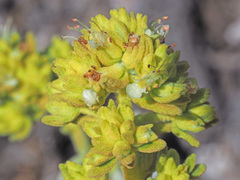 Teucrium lusitanicum aureiforme