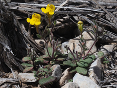 Chaenorhinum rubrifolium raveyi