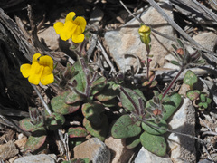 Chaenorhinum rubrifolium raveyi