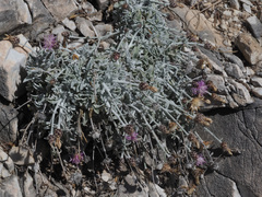 Centaurea boissieri boissieri