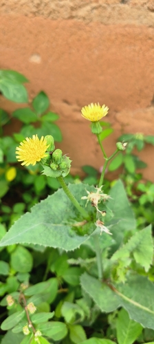 Common Sow-thistle