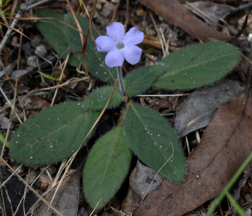 Brunoniella acaulis, 2025-04-13