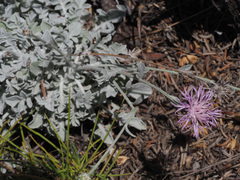 Centaurea boissieri boissieri