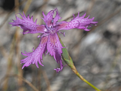 Dianthus broteri