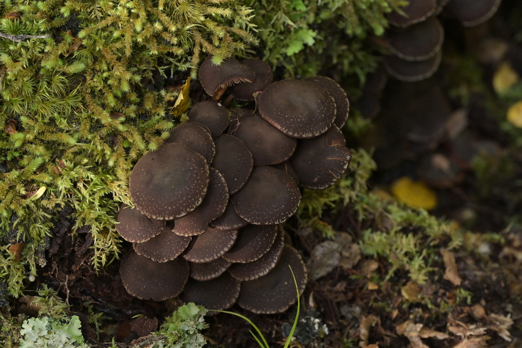 Hypholoma brunneum · April 2025 · photo: © christopherstephens (iNaturalist, cc-by)