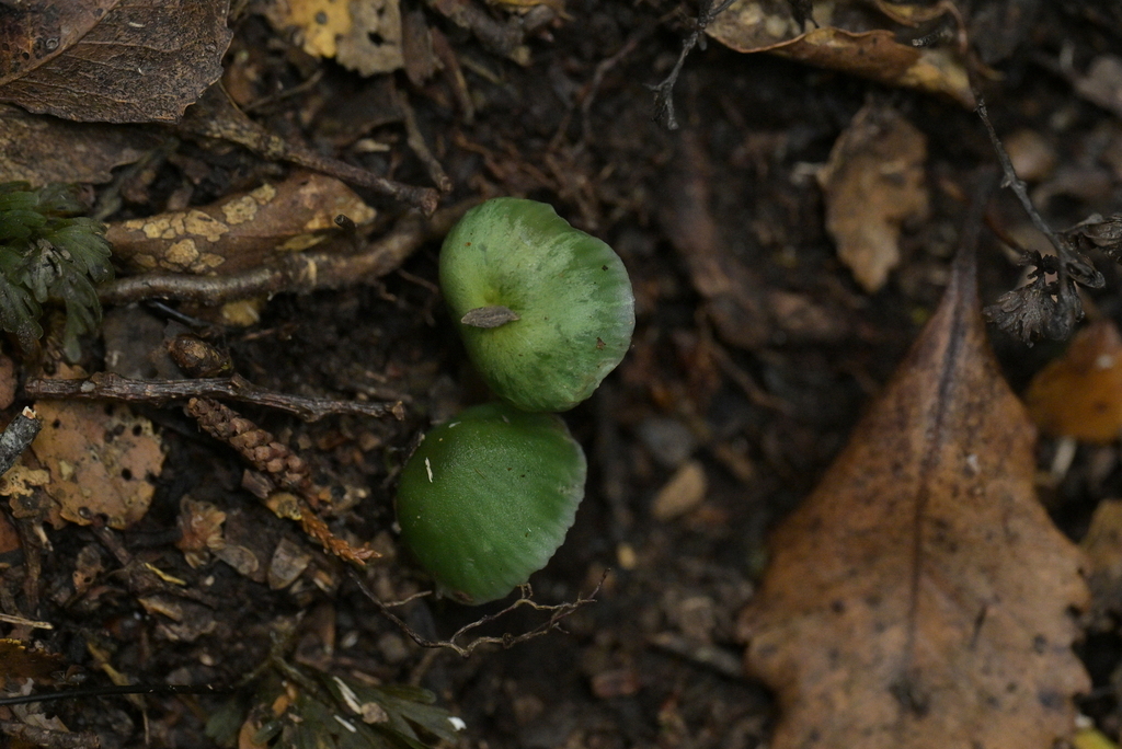 Gliophorus viridis · April 2025 · photo: © christopherstephens (iNaturalist, cc-by)