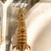 photo of West Atlantic Mantis Shrimp (Squilla empusa)