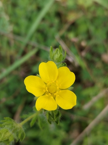 Potentilla pedata, photograph 3