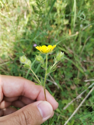 Potentilla pedata, photograph 4