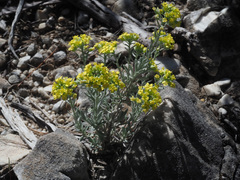 Alyssum diffusum
