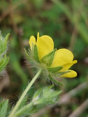 Potentilla pedata, photograph (c) Dino Babić, some rights reserved (CC BY)