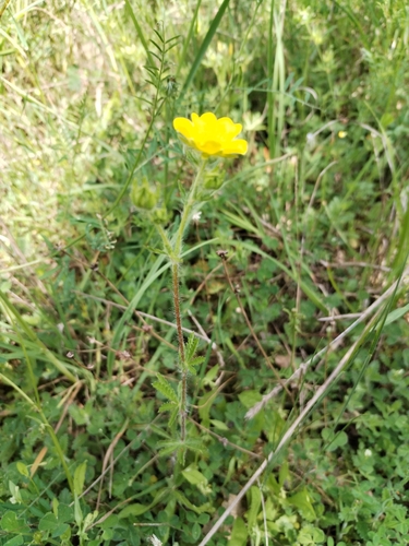 Image of Potentilla pedata by (c) Dino Babić, some rights reserved (CC BY)
