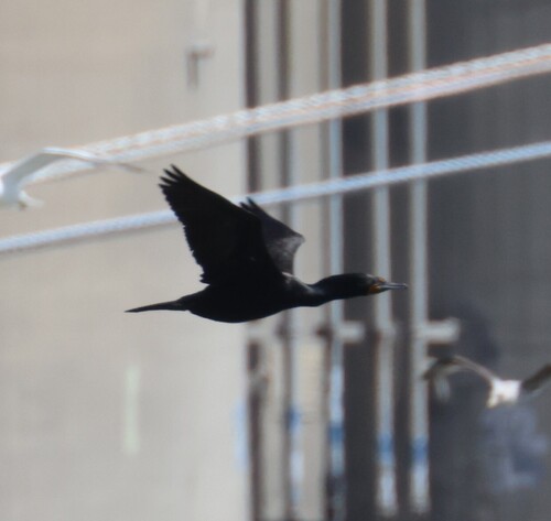 iNaturalist observation 2025-04-27